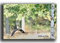 263-HMO1974-buse-buteo buteo-a-la-chasse